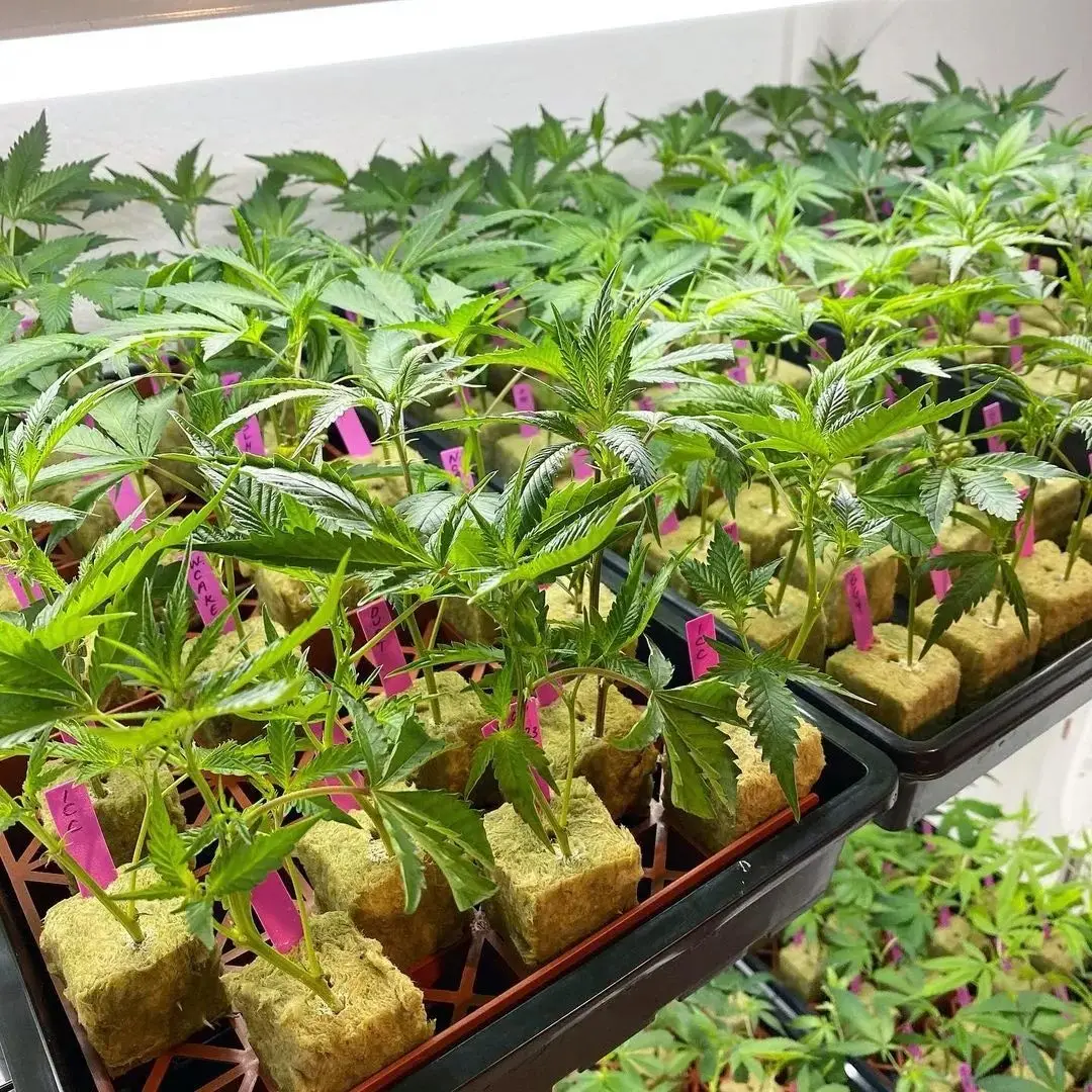 Mendo-Breath.jpg Mendo Breath