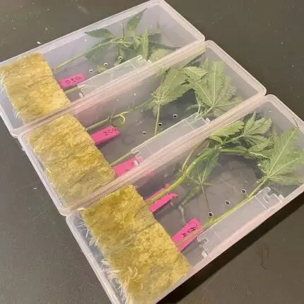 Rain Maker Cannabis Clone