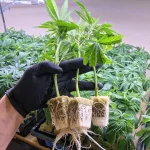 Ice cream Man Clones