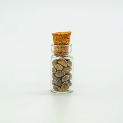 Motorbreath x Coffin Candy Seed