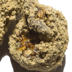 KAVIAR BUD SATIVA 1G