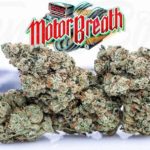 Jungle Boys Motor Breath