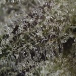 Bubba God - Image 3